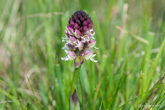 Eriksöre, Öland, Sverige