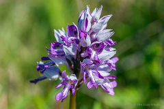 Vickleby, Öland, Sverige