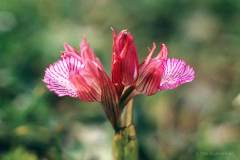 Jebel Zaghouan 25.03.90