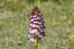 Høvblege, Møns Klint