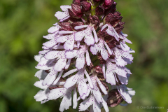 Høvblege, Møns klint