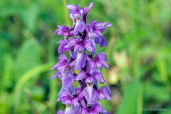 Bidstrup Skov, Smuldmosen