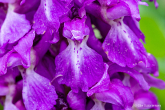 Bidstrup Skov, Smuldmosen