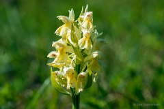 Vickleby, Öland, Sverige