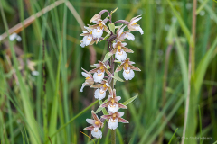 Bidstrup Skov, Smuldmosen