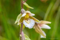 Bidstrup Skov, Smuldmosen