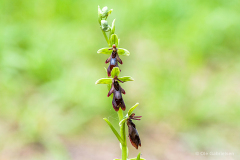 J-3-6-07-Flueblomst-11-R-2-Flueblomst-Fly-Orchid-Ophrys-insectifera-Allindelille-31.05.11-Danmark