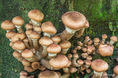 H-4-8-1-3-1-21-Moerk-honningsvamp-18-Moerk-honningsvamp-Dark-Honey-Fungus-Armillaria-ostoyae-Skjoldenaesholm-11.10.17-Danmark