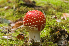 H-4-8-1-3-1-23-Roed-fluesvamp-9-Roed-fluesvamp-Fly-Agaric-Amanita-muscaria-Bidstrup-skov-28.09.12-Danmark