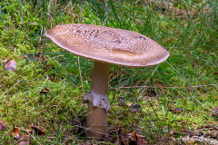 Bidstrup Skov